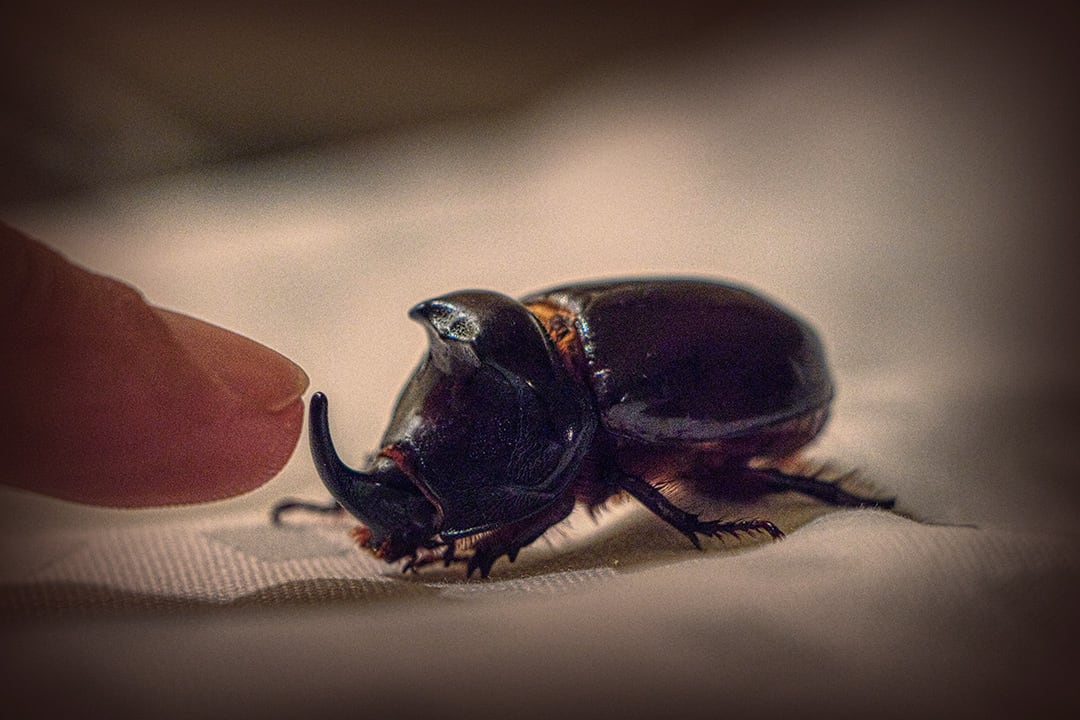 Wild finds and encounters